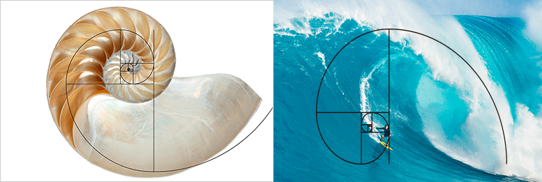 Ejemplo de proporción áurea en la naturaleza